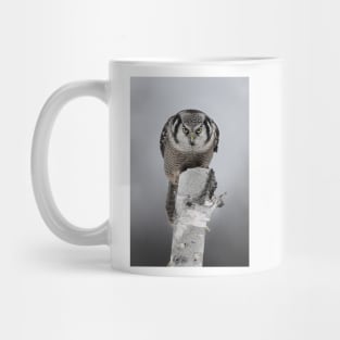 Northern Hawk-Owl Stare Mug